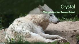  Presentation with arctic wolf canis lupus arctos - Cool new presentation theme with arctic wolf canis lupus arctos backdrop and a wine colored foreground
