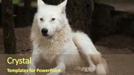  Presentation with arctic wolf canis lupus arctos - Beautiful presentation theme featuring arctic wolf canis lupus arctos backdrop and a violet colored foreground