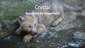  Presentation with arctic wolf canis lupus arctos - Audience pleasing slide deck consisting of newborn arctic wolf canis lupus backdrop and a gray colored foreground