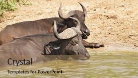 Presentation with uganda - Slides enhanced with kazinga channel in queen elizabeth background and a coral colored foreground
