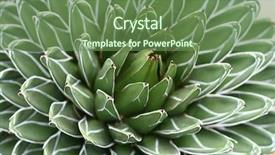  Presentation with queen - Presentation featuring queen victoria agave cactus soft focus background and a tawny brown colored foreground