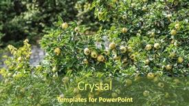  Presentation with green tree - Presentation theme consisting of quince-among-green-leaves background and a tawny brown colored foreground