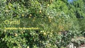  Presentation with green tree - Presentation consisting of quince-among-green-leaves background and a tawny brown colored foreground