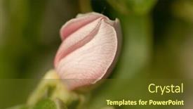  Presentation with fruit tree - Presentation theme with quince-flowers-fruit-tree background and a tawny brown colored foreground