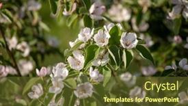  Presentation with fruit tree - Colorful PPT theme enhanced with quince-flowers-fruit-tree backdrop and a tawny brown colored foreground