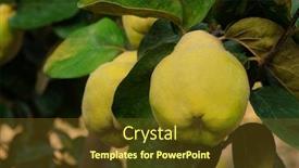  Presentation with tree - Amazing slide deck having quinces-on-the-tree backdrop and a tawny brown colored foreground