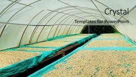  Presentation with colombia - PPT theme having quindio - buenavista colombia south america background and a mint green colored foreground