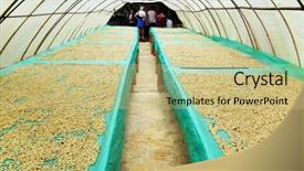  Presentation with coffee beans - Presentation design featuring quindio - buenavista colombia south america background and a soft green colored foreground