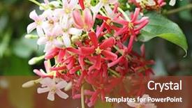  Presentation with chinese chinese - Presentation theme enhanced with indica flower plant chinese honeysuckle background and a tawny brown colored foreground