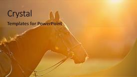  Presentation with horse - PPT theme enhanced with quitable - portrait of brown horse background and a  colored foreground