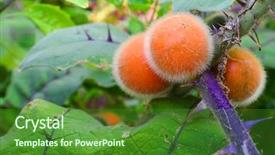 Presentation with judicial branch - Amazing slide set having quito oranges on branch backdrop and a forest green colored foreground