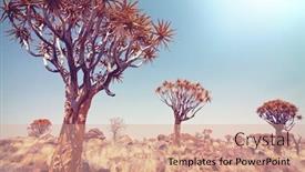  Presentation with africa - PPT theme enhanced with quiver-tree-in-african-desert background and a coral colored foreground