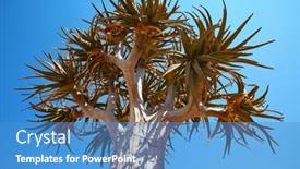 Presentation with desert - Cool new theme with quiver-tree-in-african-desert backdrop and a teal colored foreground