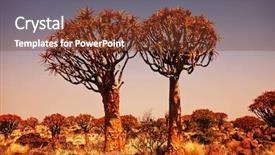  Presentation with poverty in africa - Beautiful slide deck featuring quiver tree in namibia africa backdrop and a tawny brown colored foreground