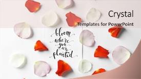  Presentation with quote - Presentation theme having quote bloom where you are planted written on paper with petals on white background top view background and a lemonade colored foreground