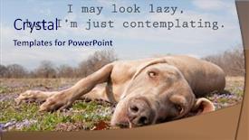  Presentation with contemplating - Presentation theme enhanced with quotes - i may look lazy background and a lemonade colored foreground