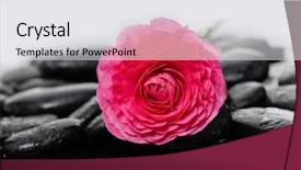  Presentation with childrens art therapy - Slide deck consisting of r mer - beautiful red camellia with therapy background and a  colored foreground