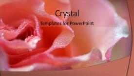  Presentation with pink rose - Slide deck consisting of r mer - delicate pink rose background and a  colored foreground