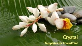  Presentation with flower beautiful lilac border - Presentation design having r travel - beautiful tropical flower and wet background and a tawny brown colored foreground