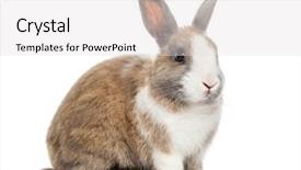  Presentation with rabbit - Audience pleasing presentation design consisting of rabbit 4 months old sitting backdrop and a light gray colored foreground