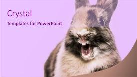  Presentation with purple gold floral - Presentation theme enhanced with rabbit against a purple background background and a pink colored foreground