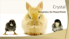  Presentation with chick - Presentation with plate of summer spring chunky sorrel soup note shallow depth of field background and a coral colored foreground