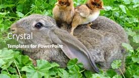  Presentation with chicken little chicks - Audience pleasing slides consisting of rabbit and chicken backdrop and a coral colored foreground