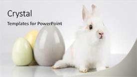  Presentation with rabbit - Audience pleasing slide deck consisting of rabbit and easter eggs backdrop and a white colored foreground