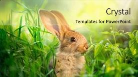  Presentation with rabbit - Audience pleasing slide deck consisting of rabbit beauty art design backdrop and a blonde colored foreground