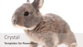  Presentation with bunny - Colorful PPT layouts enhanced with rabbit-bunny-baby-isolated backdrop and a soft green colored foreground