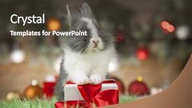  Presentation with gift ribbon - Presentation theme enhanced with rabbit bunny gift boxes background and a tawny brown colored foreground