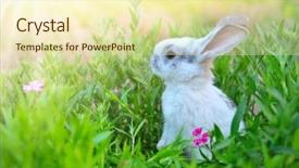  Presentation with bunny - Slides having rabbit cute little easter bunny background and a cream colored foreground