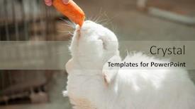  Presentation with rabbit production - Cool new PPT theme with rabbit-eats-carrots and a light gray colored foreground
