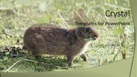  Presentation with wetlands - Amazing PPT layouts having marsh rabbit feeds in florida backdrop and a mint green colored foreground