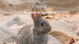  Presentation with rabbit - Colorful PPT layouts enhanced with rabbit-for-easter-holiday-filtered backdrop and a coral colored foreground