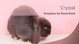  Presentation with rabbit - Amazing theme having rabbit french lop on pink background backdrop and a lemonade colored foreground