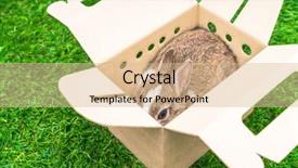  Presentation with rabbit - Colorful theme enhanced with rabbit-in-a-paper-box backdrop and a lemonade colored foreground