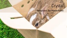  Presentation with rabbit - PPT theme with rabbit in a paper box background and a coral colored foreground