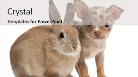  Presentation with rabbit production - Theme with rabbit in front of white background and a light gray colored foreground
