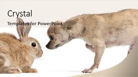  Presentation with rabbit - Amazing PPT layouts having rabbit in front of white backdrop and a lemonade colored foreground