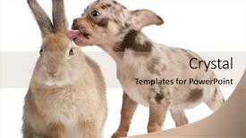  Presentation with rabbit - Theme consisting of rabbit in front of white background and a coral colored foreground
