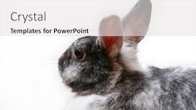  Presentation with rabbit - Cool new PPT theme with rabbit-isolated-on-white-background backdrop and a light gray colored foreground