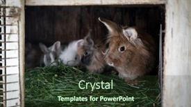 Presentation with livestock - Audience pleasing presentation theme consisting of rabbit-livestock-farm-with-animal backdrop and a tawny brown colored foreground
