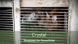  Presentation with livestock - Presentation theme enhanced with rabbit-livestock-farm-with-animal background and a tawny brown colored foreground