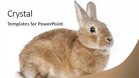  Presentation with white pigeon against the blue - Cool new PPT layouts with rabbit lying against white background backdrop and a white colored foreground