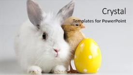  Presentation with chick - PPT theme having rabbit on chick background and a light gray colored foreground