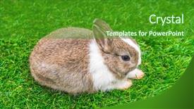  Presentation with rabbit - Slides featuring rabbit-on-green-grass background and a forest green colored foreground