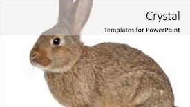  Presentation with rabbit - Amazing slides having rabbit sitting against white background backdrop and a light gray colored foreground