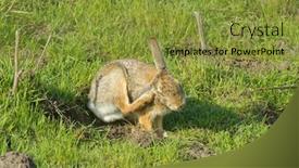 Presentation with waiting - Amazing presentation having rabbit-sitting-and-waiting backdrop and a gold colored foreground