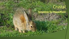  Presentation with rabbit - Presentation with rabbit-sitting-and-waiting background and a tawny brown colored foreground